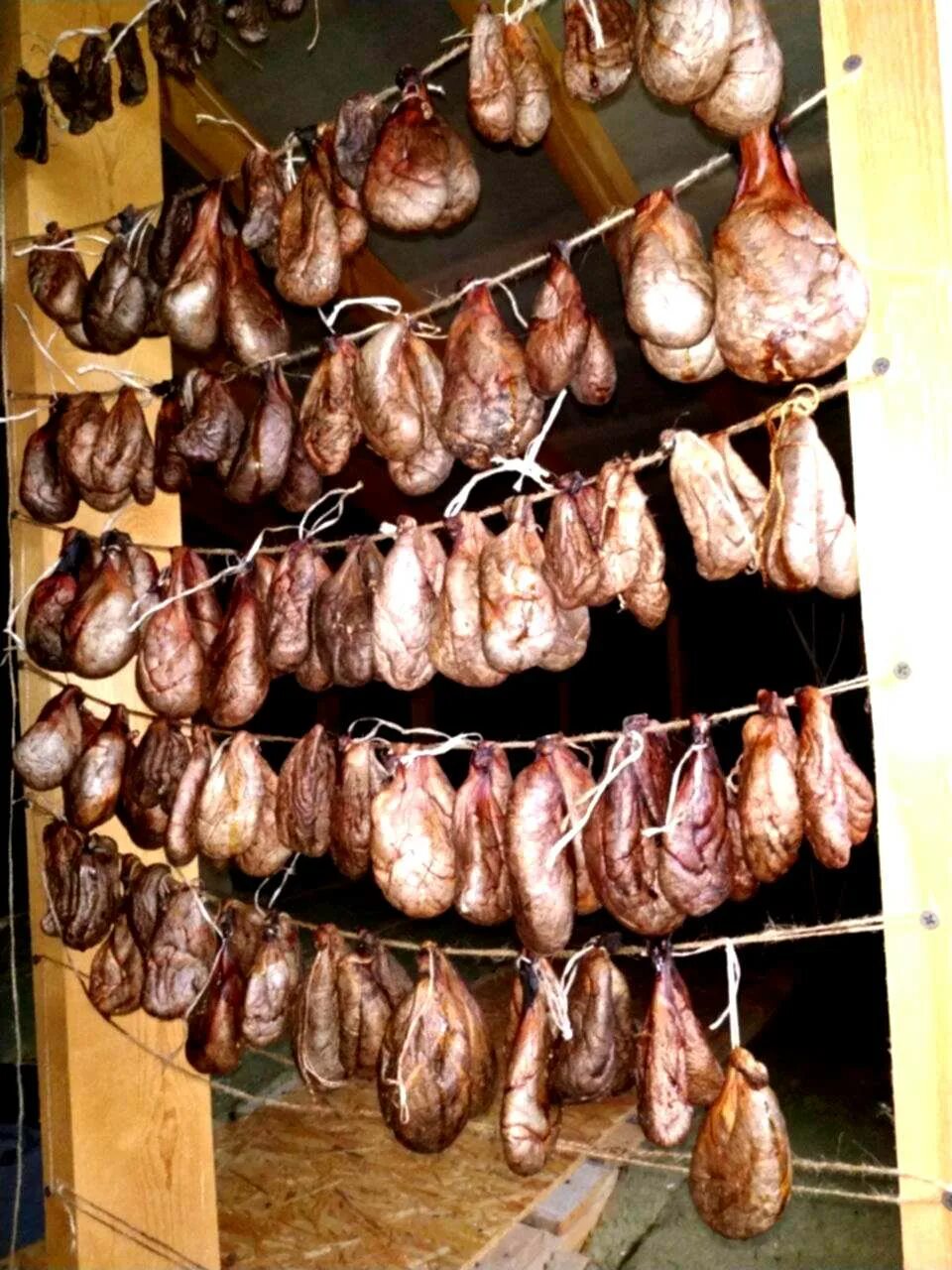 Как вымачивать мясо бобра