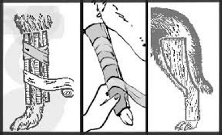 Как сломать собаку. Растяжение сустава у животных. Собакасо сдоманой лапой. Как сломать собаку. Реабилитация животных.