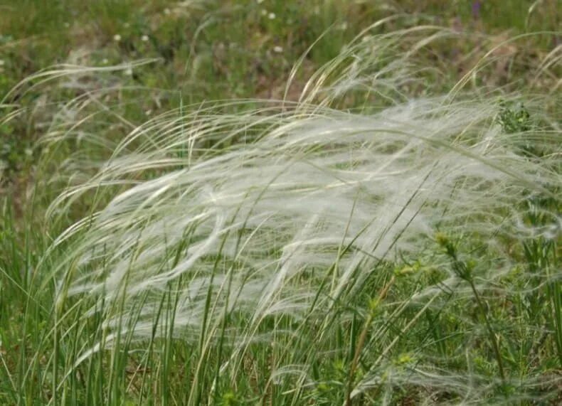 Ковыль Дальневосточный. Ковыль узколистный. Ковыль перистый (Stipa pennata). Ковыль перистый (Stipa pennata l.). Ковила дзен