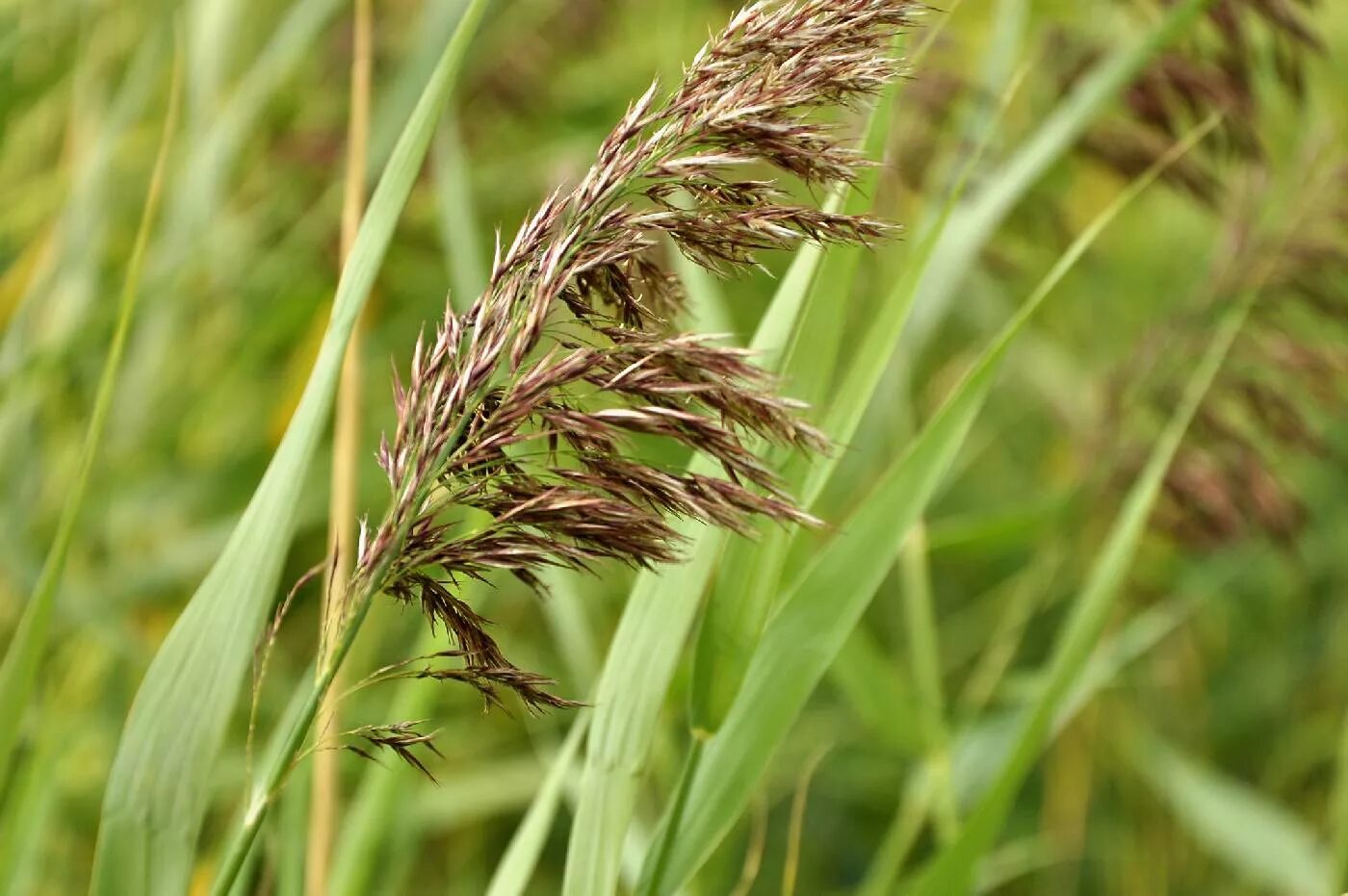 Тростник Южный phragmites Australis. Тростник обыкновенный (phragmites communis. Тростник обыкновенный phragmites Australis. Тростник обыкновенный (Очерет). Тростник южный