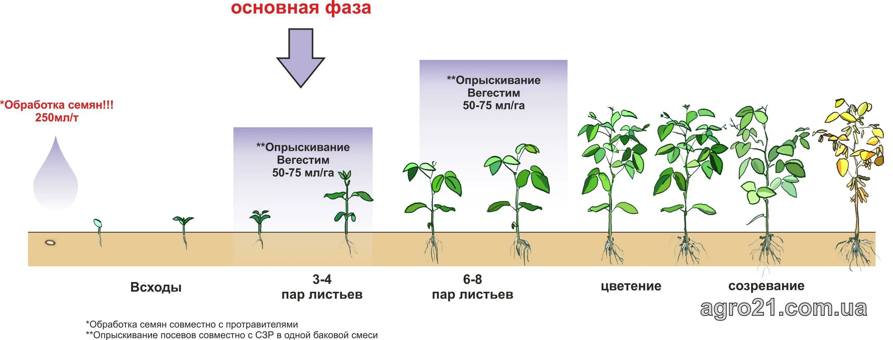 Значение роста в жизни растений 5. Фазы вегетации бобовых. Фазы развития гороха. Фенологические фазы развития гороха. Фазы развития бобовых культур.