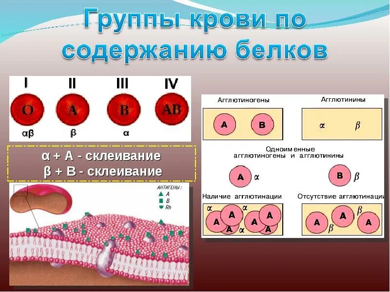 Фактор группы крови. Группы крови переливание резус фактор. Переливание групп крови по резус фактору. Переливание крови при отрицательном резус факторе. Схема по группам крови и резус фактор.