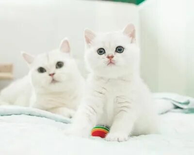 Секс әке қызы анасы ұлы