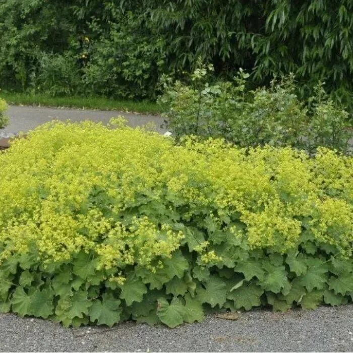 Манжетка цветок многолетник. Манжетка. манжетка alchemilla mollis. манжетка робустика. манжетка мягкая (alchemilla mollis robustica).