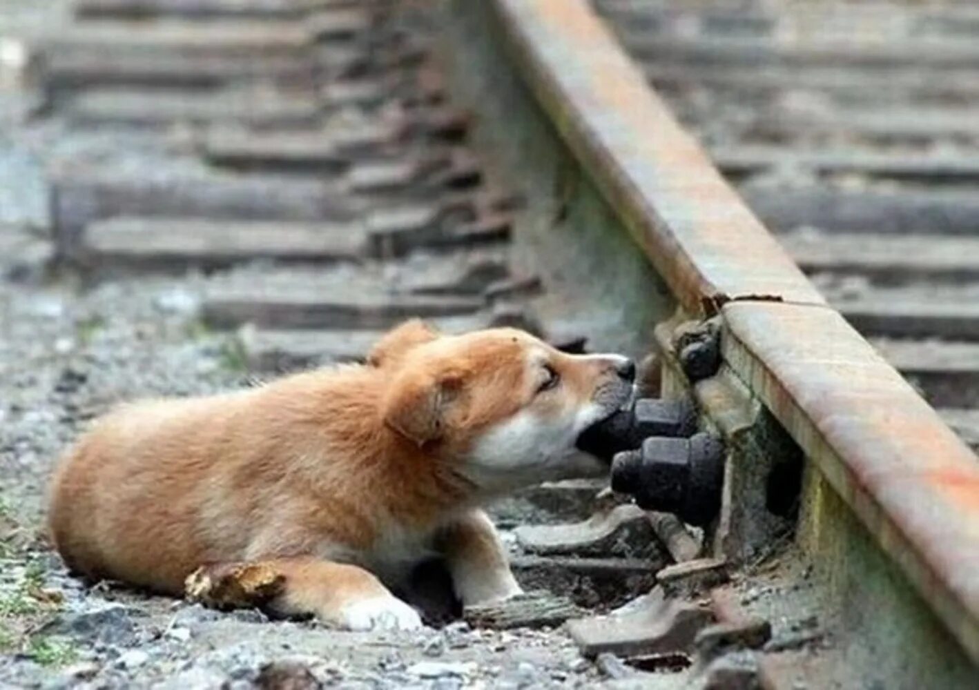 Рыжая дворняга. Животные на железной дороге. Собака на железной дороге.