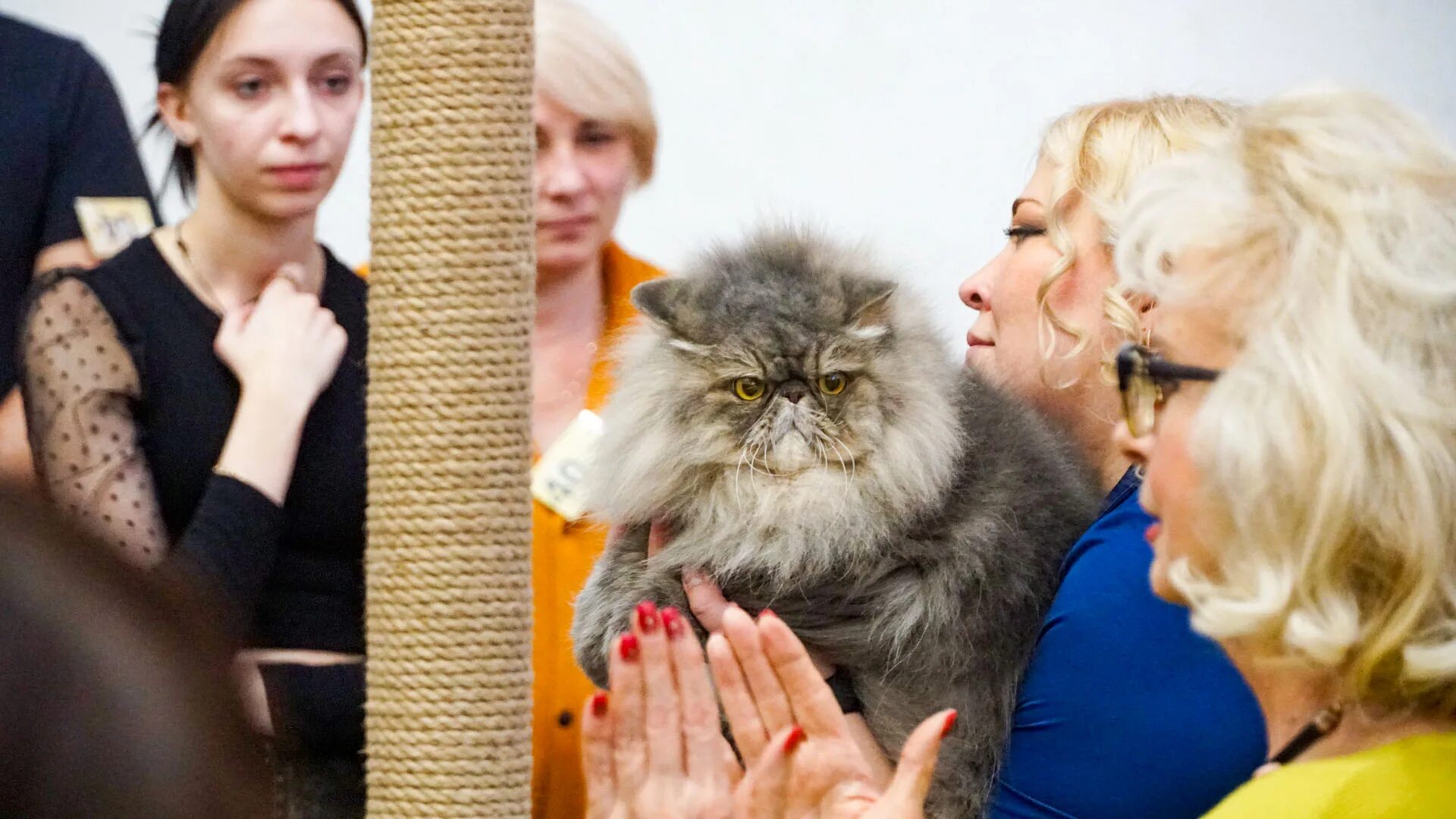 Кошки димитровград