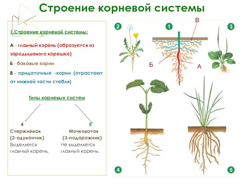 Образование особенности строения