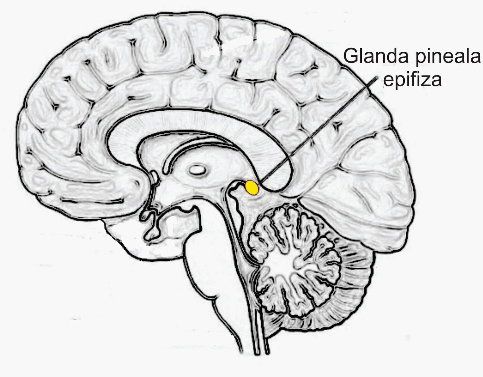 Шишковидная железа. Гипоталамус гипофиз эпифиз. Шишковидная железа третий глаз. Мозжечок и шишковидная железа. Эпифиз анатомия.