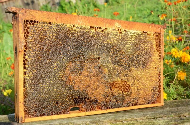 Преимущества пчел. Преимущества пчел. Пчелы в улье. Преимущества пчел. Достоинства и недостатки пчеловодства.