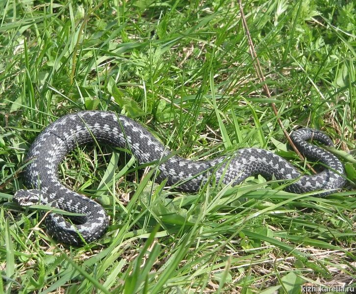 Змеи карелии. Гадюка обыкновенная. Гадюка Сахалинская ( Vipera sachalinensis ). Обыкновенная гадюка Vipera (Pelias) berus. Змея гадюка ядовитая.