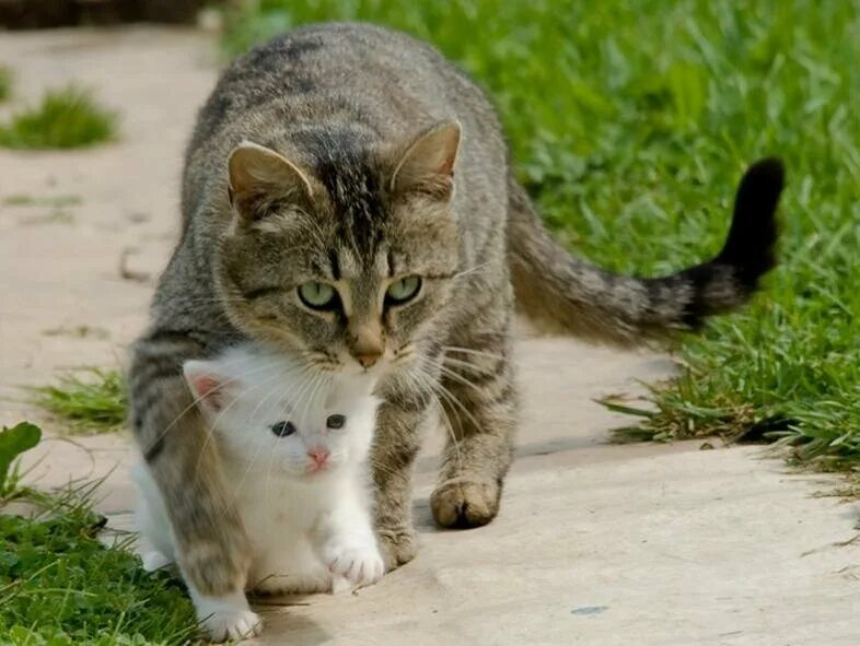 Кот нашел друга. Кошка защищает котят. Маме котиков. Котики мы. Смешные фото животных с надписями.