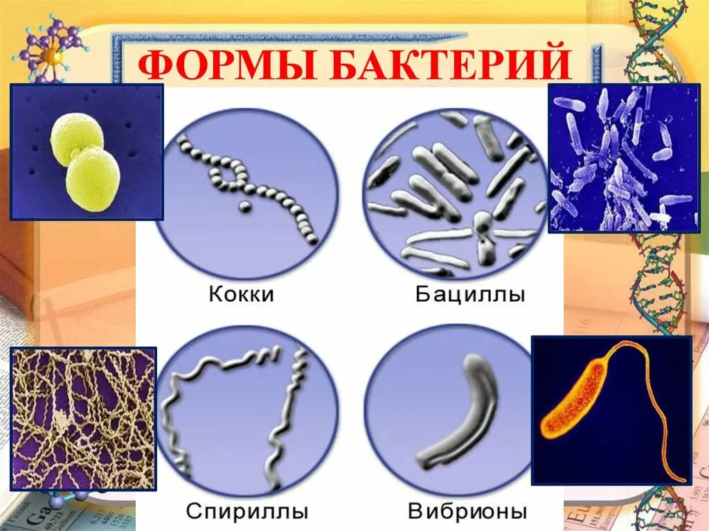 вибрионы. палочковидные формы бактерий палочки бациллы. бациллы форма бактерии. формы бактериальных клеток кокки. бациллы, спириллы, вибрионы, кокки.