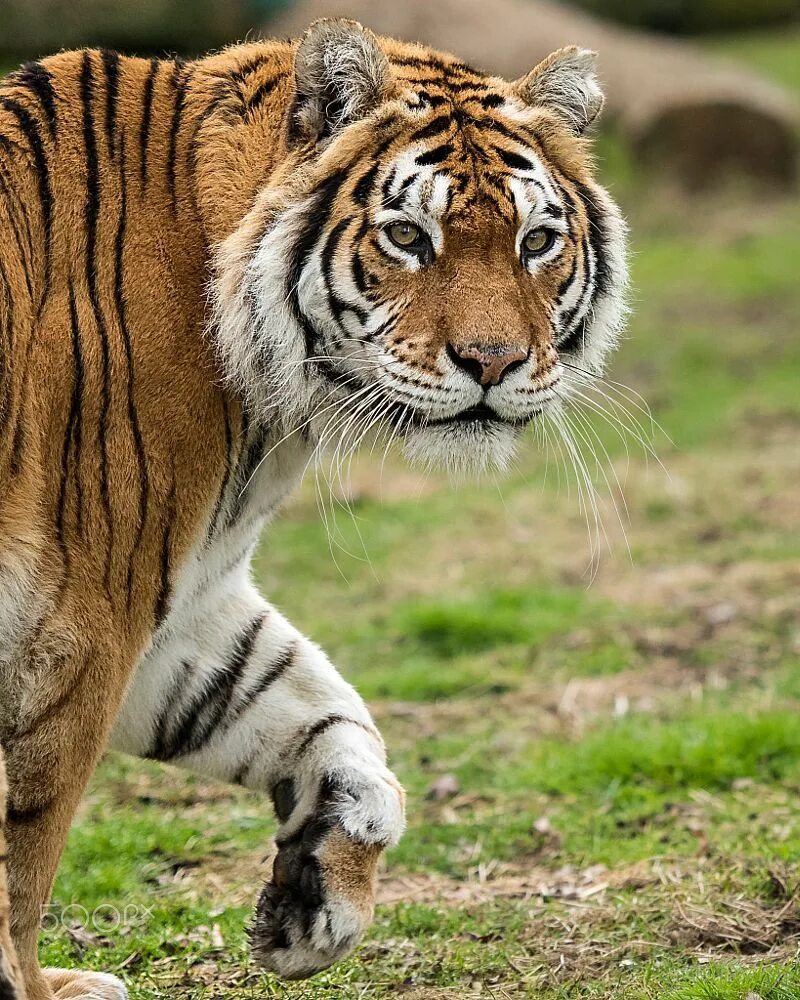 Discover animal. Туранский тигр. Закавказский Туранский тигр. Индокитайский тигр. Суматранский Амурский бенгальский тигр.