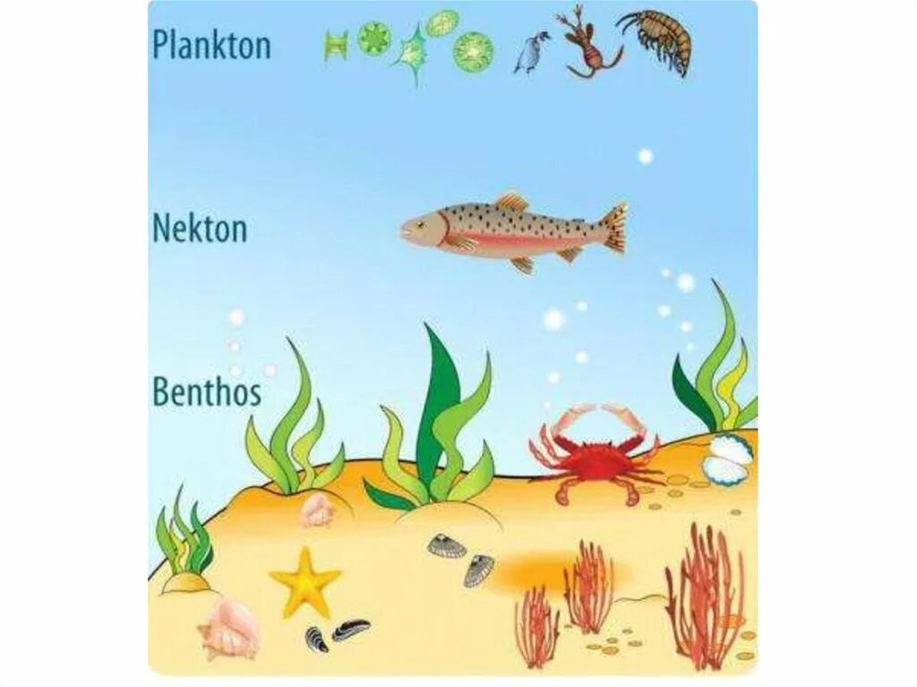 Бентос Планкитон Пентон. Планктон Нектон бентос. Планктон Нектон бентос водной среде обитания. Планктон Нектон бентос рисунок. Бентос группа организмов