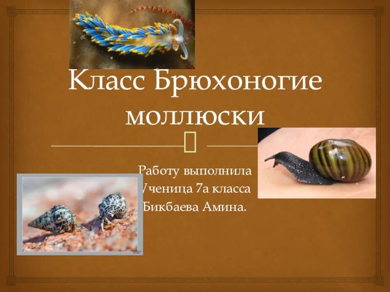 Таблица по биологии 8 класс брюхоногие Урок 8: Моллюски