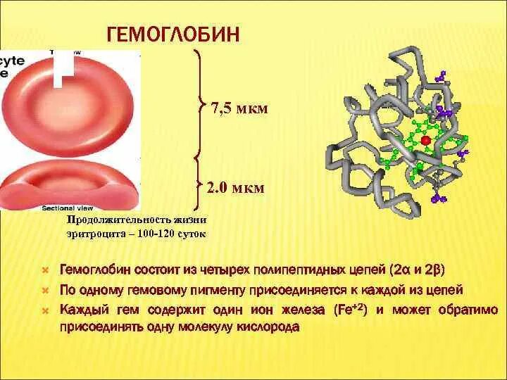 Гемоглобин. Размер гемоглобина. Молекула гемоглобина.