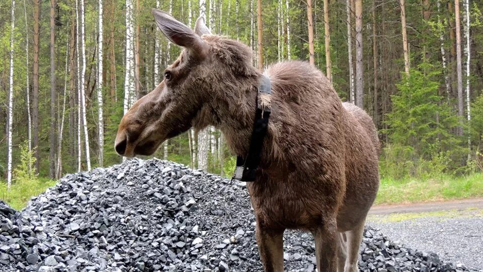 Дикий лось 10. Зюраткуль национальный парк лоси. Зюраткуль национальный парк животные. Лось Зюраткуль. Лось в Челябинской области.