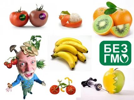 Гмо презентация по биологии 11 класс