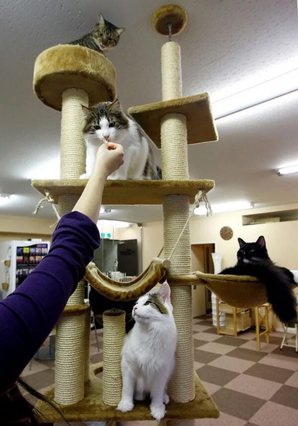 включи дом кошек. дизайнерские домики для кошек. необычные домики для кошек. включи дом кошек. включи дом кошек.