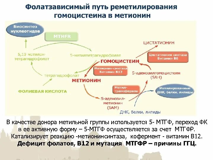 Гомоцистеин норма у мужчин. Гомоцистеин метаболизм. Гомоцистеин метионин вит в12. Гомоцистеин 5.8. Исследование уровня гомоцистеина в крови.