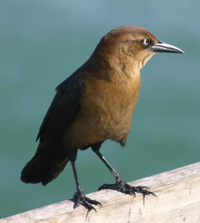Птичье молоко у голубей. Птичье молоко бывает у птиц. Птичье молоко у птиц. Степной голубь. Птичье молоко бывает ли у птиц.