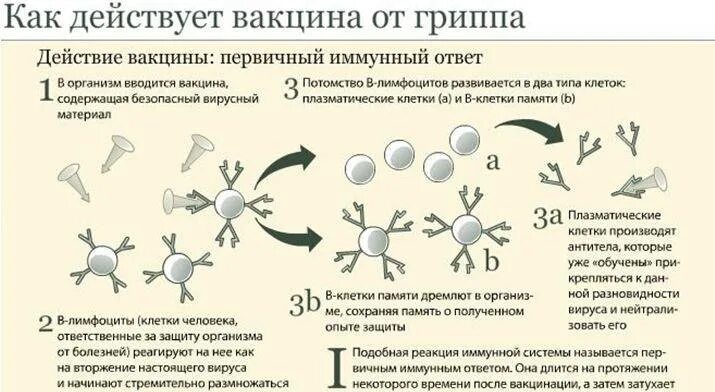 Какой иммунитет вырабатывается при введении вакцины. Механизм действия вакцины против гриппа. механизм действия вакцин схема. механизм формирования иммунитета при вакцинации. механизм действия вакцин на организм.