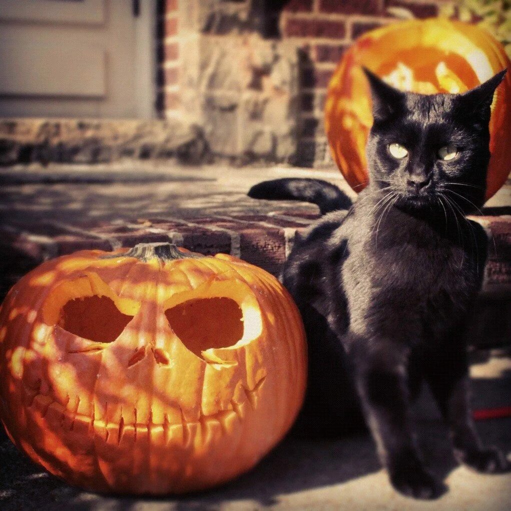 Котенок хэллоуин. Халовин кот. хэллоуин. хэллоуин кошка. кот в тыкве.