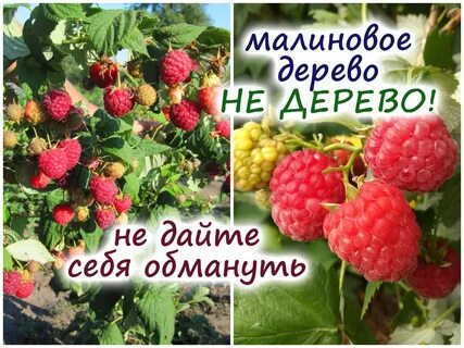 Малина крепыш описание