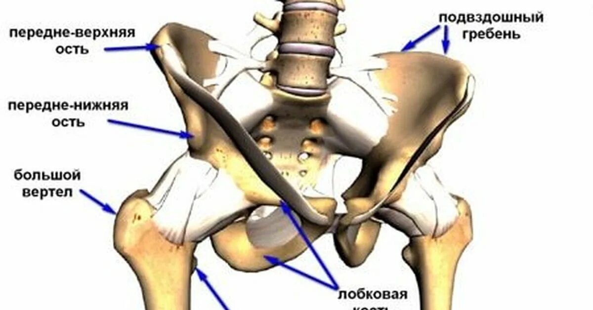 Анатомия тазобедренного сустава кости. Кровоснабжение тазобедренного сустава анатомия. Тазобедренный сустав седалищная кость. Тазобедренный сустав анатомия Синельников. Болит тазовая кость справа