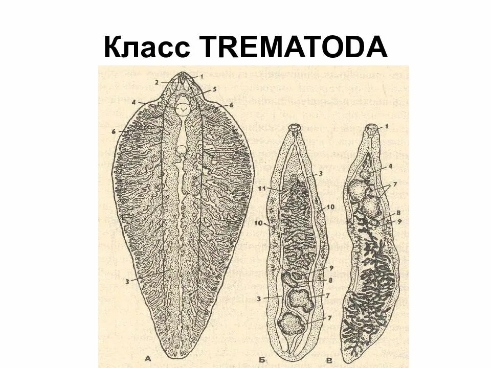 Плоские черви трематоды. Сосальщики паразиты человека. Строение трематод Ветеринария. Кишечный сосальщик