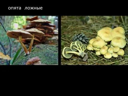 Как распознать опята