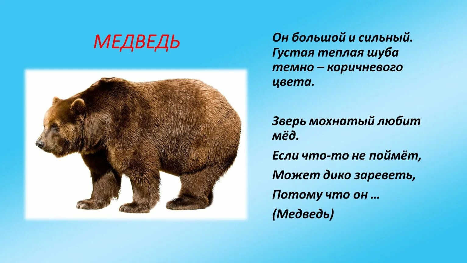 Дикие животные описанием. Презентация дикие животные. описание медведя. презентация про диких животных. дикий медведь описание.