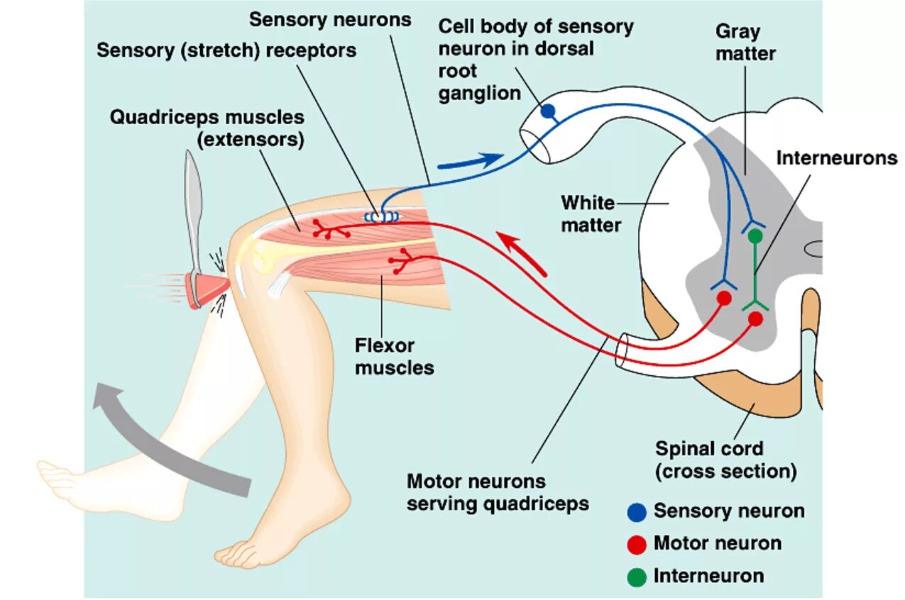 Рефлекс клетки. Autonomic Reflex Arc. Spinal Cord simple Reflex Arc. Nerve Reflex Arc. Receptors Reflex Arc.