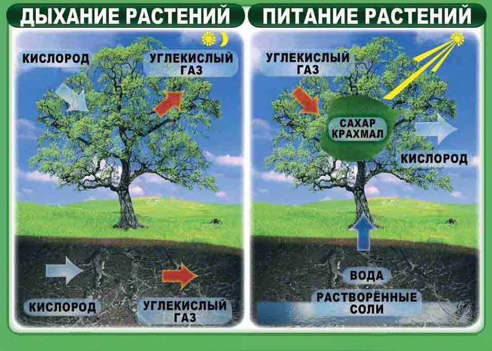 Питание и дыхание растений. Процесс питания растений. Процесс дыхания и питания растений. Как питаются растения. Углекислый газ и кислород сходства и различия