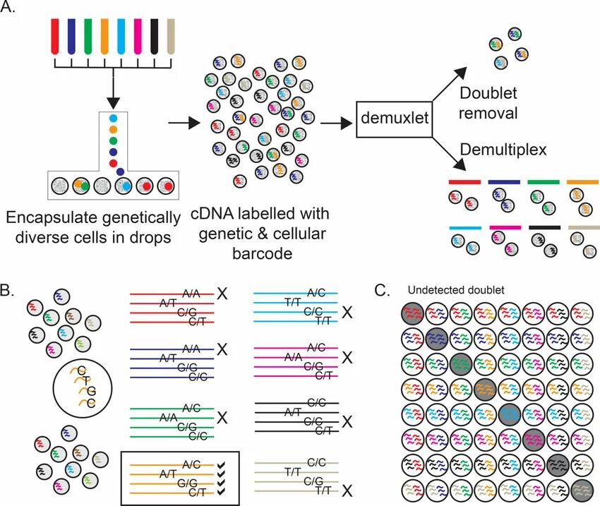 Single cell sequencing. 10x genomics. single-cell rna sequencing. метод cgh генетика. wet genomics печать.