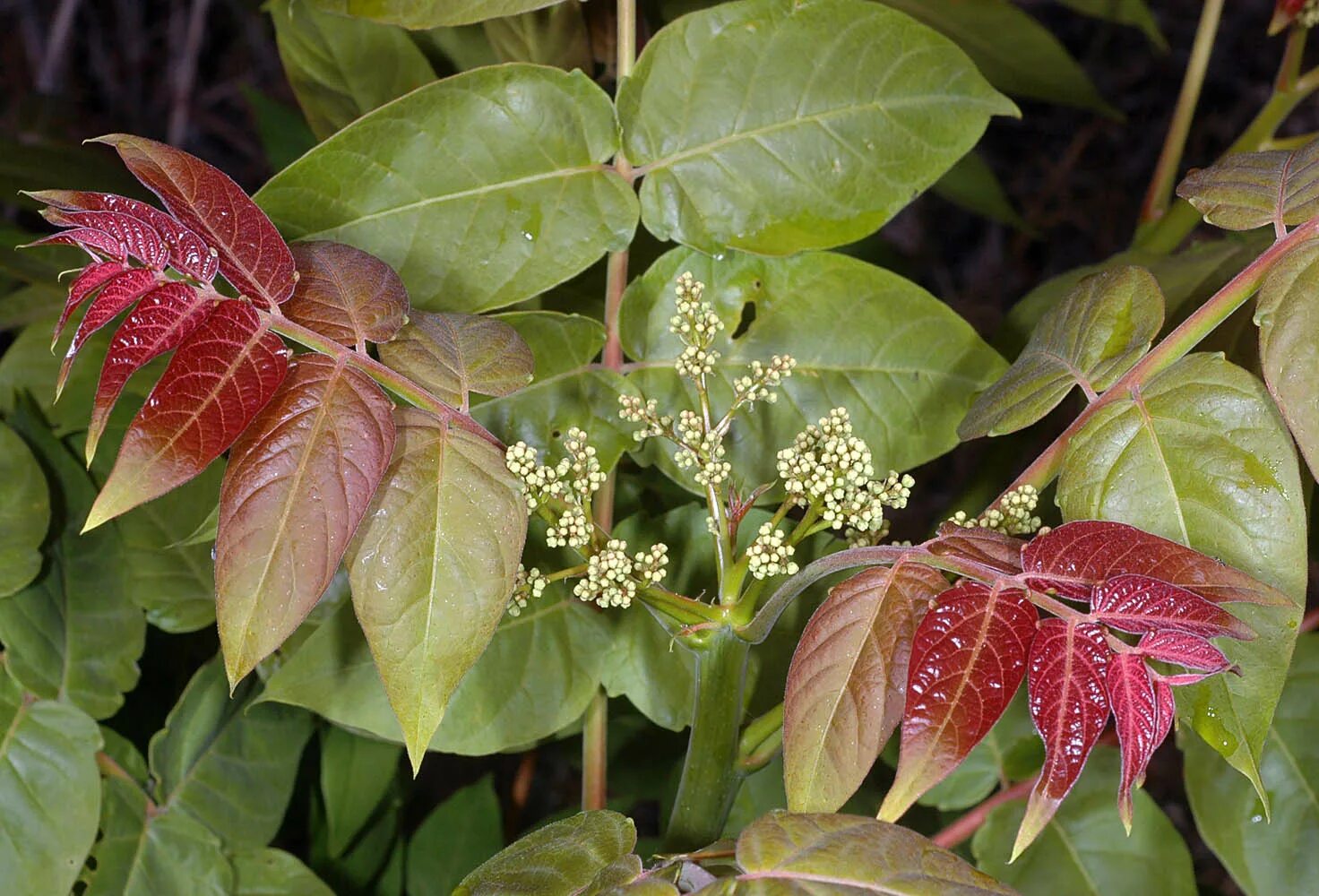 Аралия,Айлант?. Айлант китайский ясень. Я́сень кита́йский (Fraxinus chinensis). Айлант высочайший китайский ясень. Листосос ясеневый 6 букв