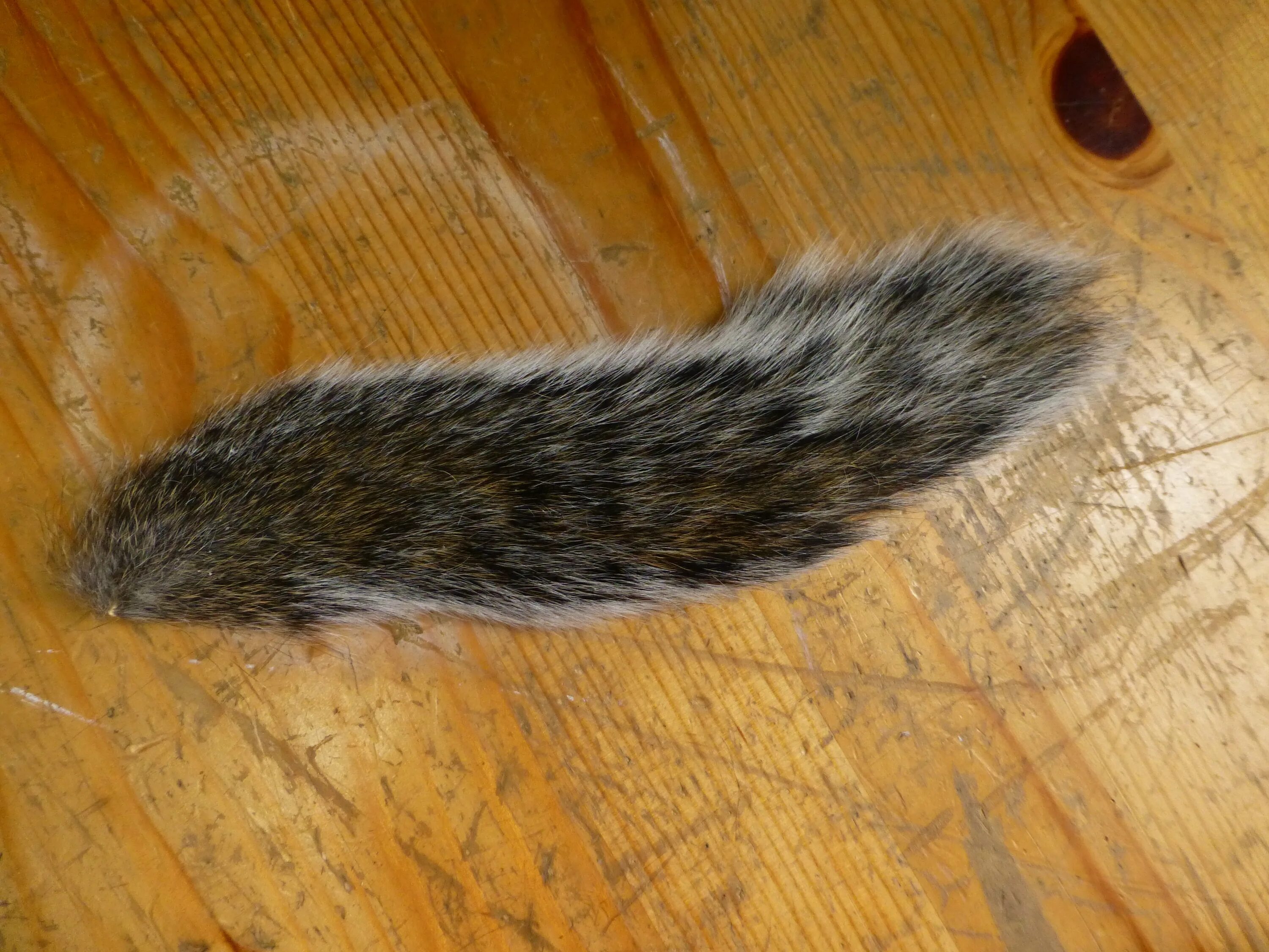Tail animals