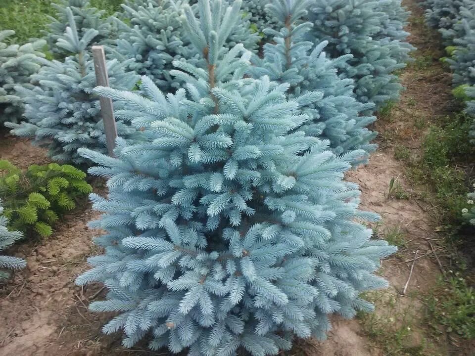 Ель колючая glauca. Ель колючая Глаука Маджестик Блю. Ель колючая Глаука Аризона / Кейбаб (р9). Ель голубая Picea pungens. Ель колючая Kaibab.