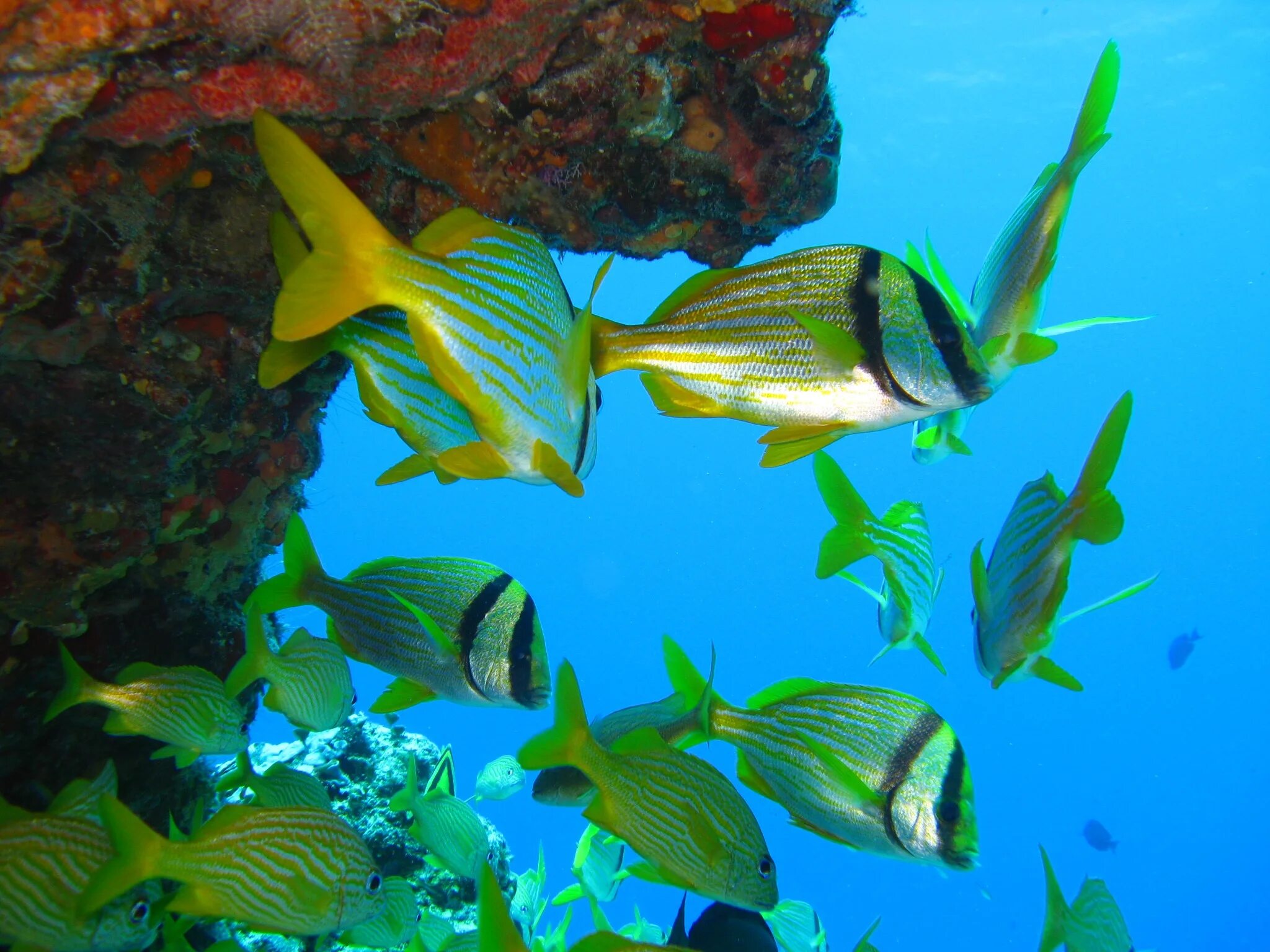 Anthias anthias. Цитрон рыбка аквариумная. Тропические рыбки. Самые красивые тропические рыбки. Хельман рыбка.
