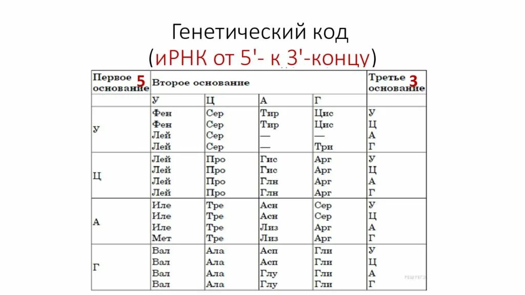 Из днк в ирнк таблица. Генетический код ИРНК от 5 к 3 концу. Таблица генетического кода по биологии. Таблица генетического кода по биологии ЕГЭ. Генетический код ИРНК таблица.