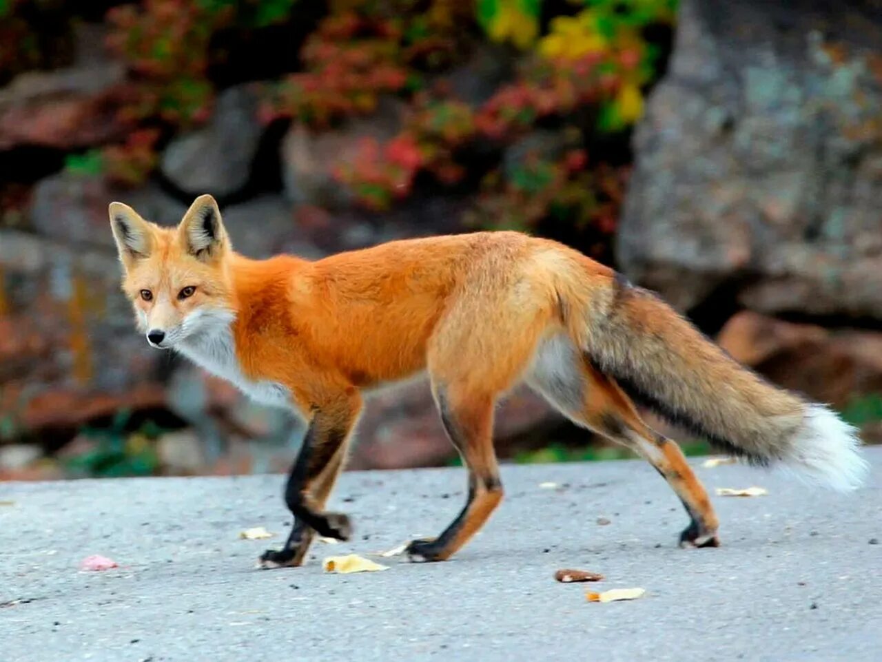 Разновидности лисов. Обыкновенная лисица (Vulpes Vulpes). Лисица обыкновенная Лисья рыжая. Караганка лиса. Уссурийская обыкновенная лисица.