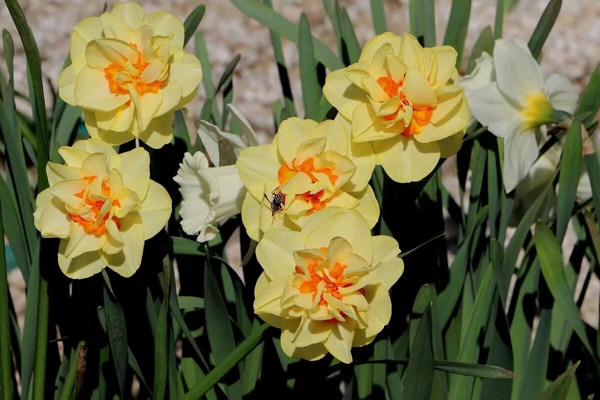 нарцисс авалон. нарцисс таурус. нарцисс эприкот вэл. нарцисс replete. Hope narcissus.