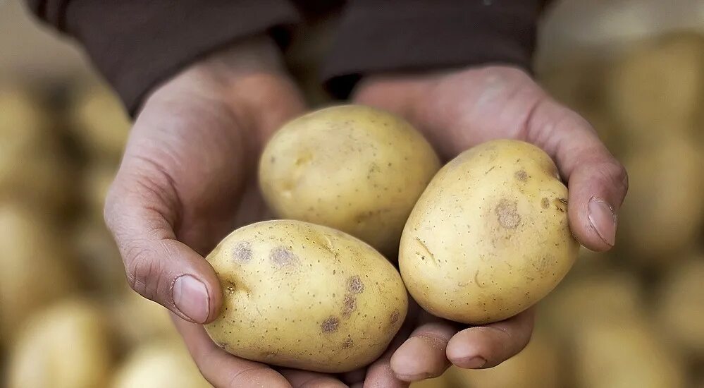 Картофель сказка описание сорта. Картофель антибиотики. Сорт монах картофель. Мешок картошки. Брянская область картофель.