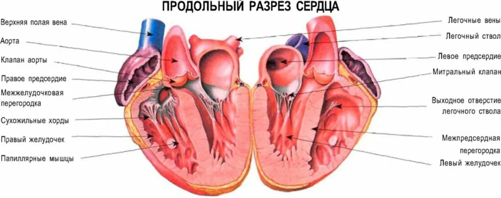 Схема строения сердца продольный разрез. Строение сердца срез. Продольный разрез сердца анатомия. Строение сердца фронтальный разрез.