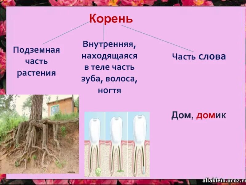 Растительный корень слова