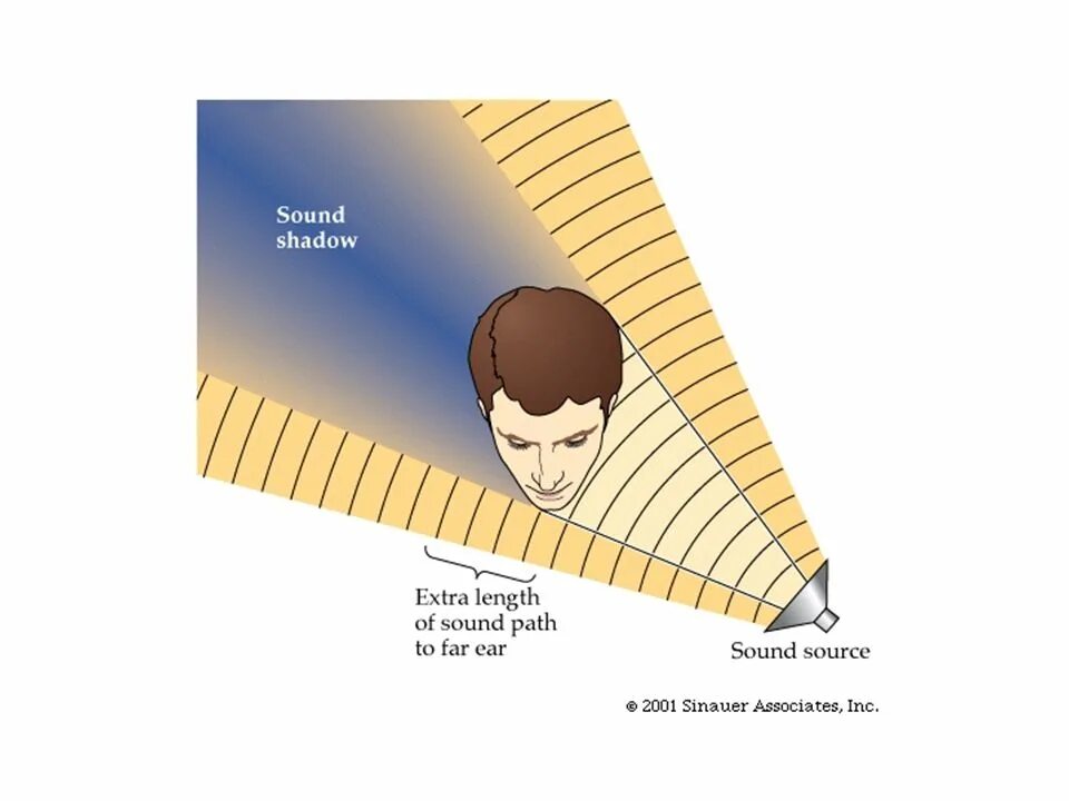 Searching for sound. Sound localization. sounds and perception.