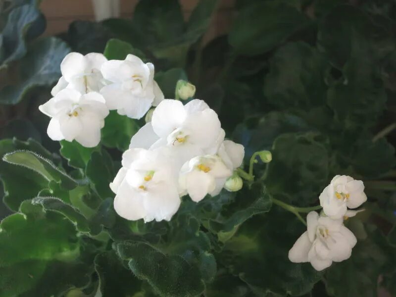 Фиалка white madonna. Фиалка белая мадонна. Сенполия белая мадонна. Фиалка белая мадонна. Сенполия белая мадонна.