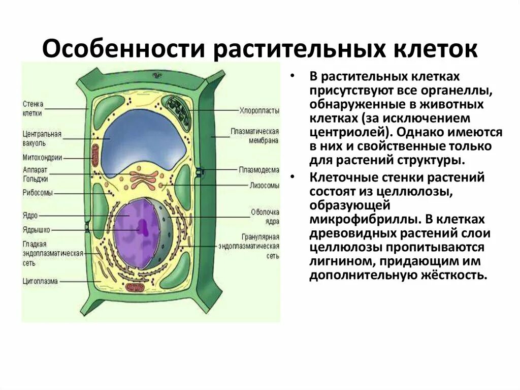 Клетка пояснение. Структура растительной клетки 5 класс биология. Строение растительной клетки 6 биология. Строение растительной и животной клетки 5 класс биология. Органоиды растительной клетки схема.