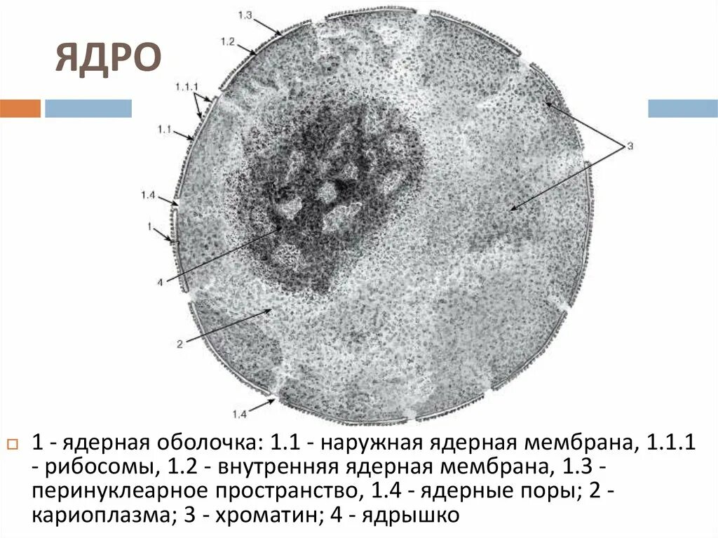 Клетка цитология гистология