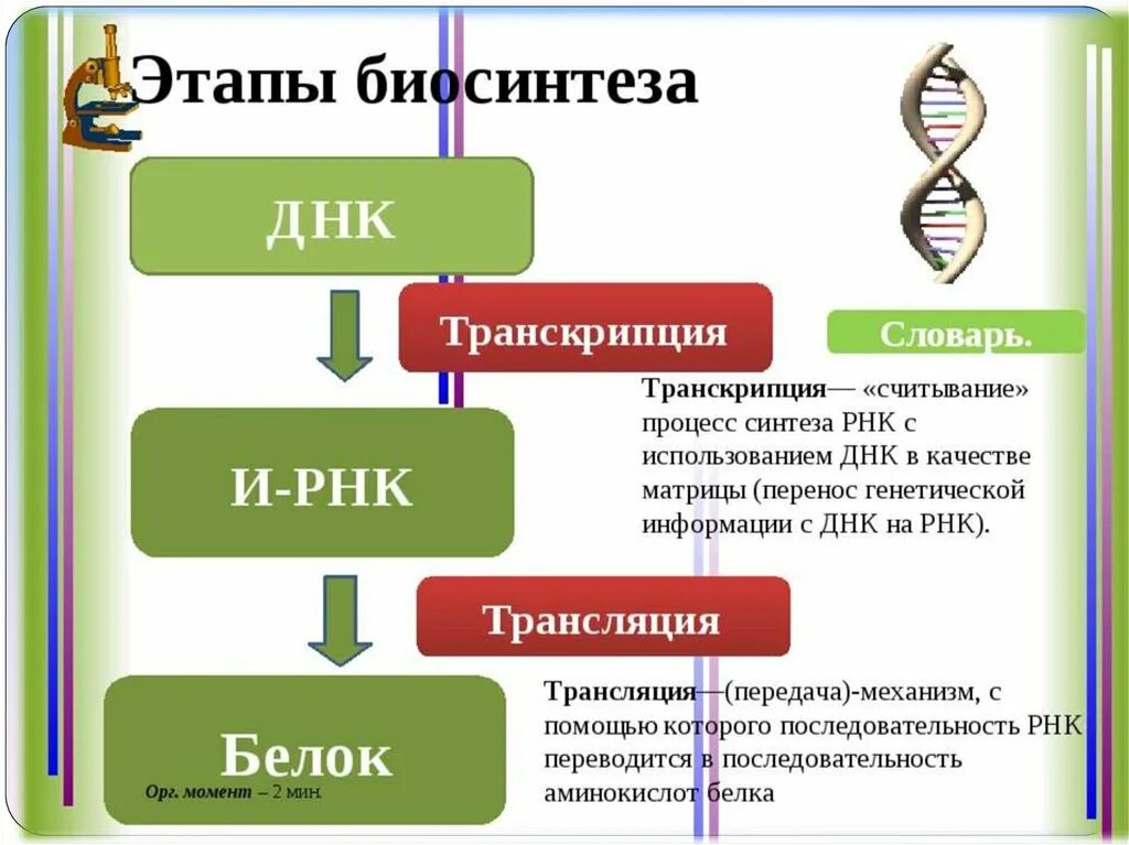 Из каких этапов состоит синтез белка. Синтез ДНК И РНК. Этапы синтеза белков. Биосинтез ДНК этапы процесса. Этапы транскрипции биосинтеза белка.